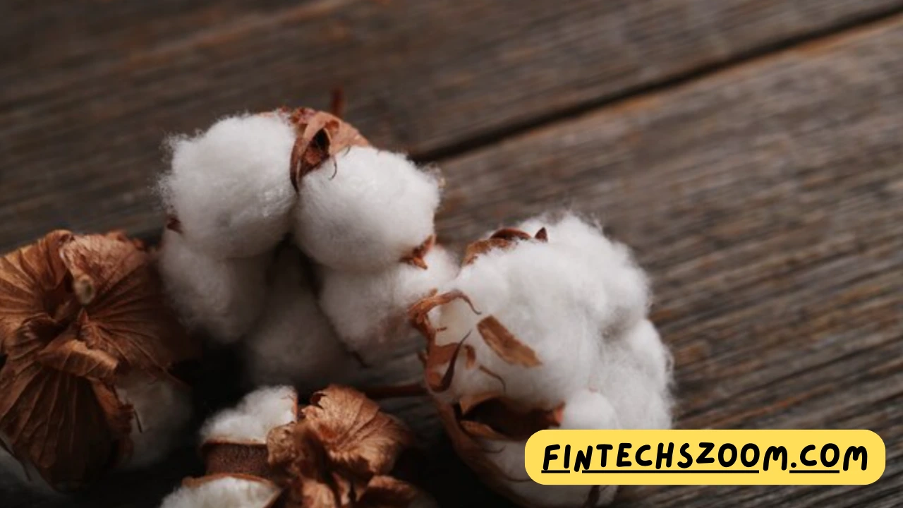 Everything You Need to Know About Egyptian Cotton Production