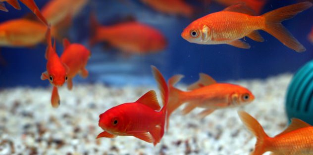 Do Goldfish Sleep? Uncovering the Resting Habits of Goldfish