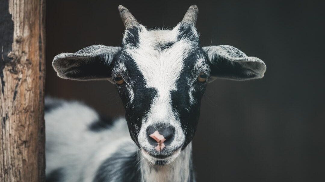 Essential Steps to Start Your Sustainable Goat Farm