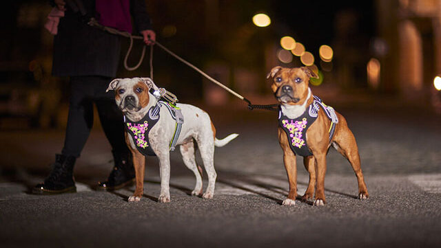Dog Harness and Leash Set Care: Keeping Your Pet’s Gear in Top Shape