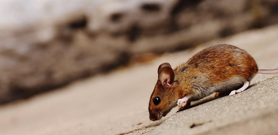 The Role of Technology in Transforming Pest Services